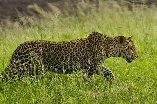 leopar stalking