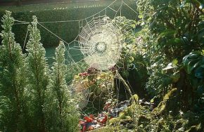 spiderweb3