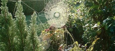 spiderweb3