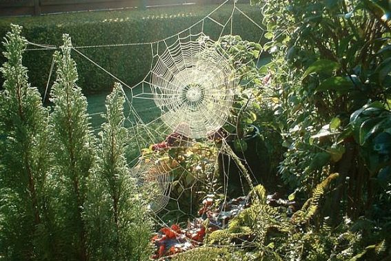 spiderweb3