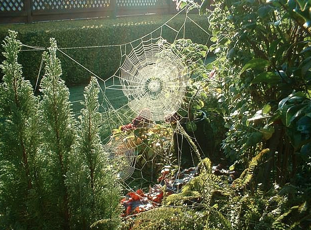 spiderweb3