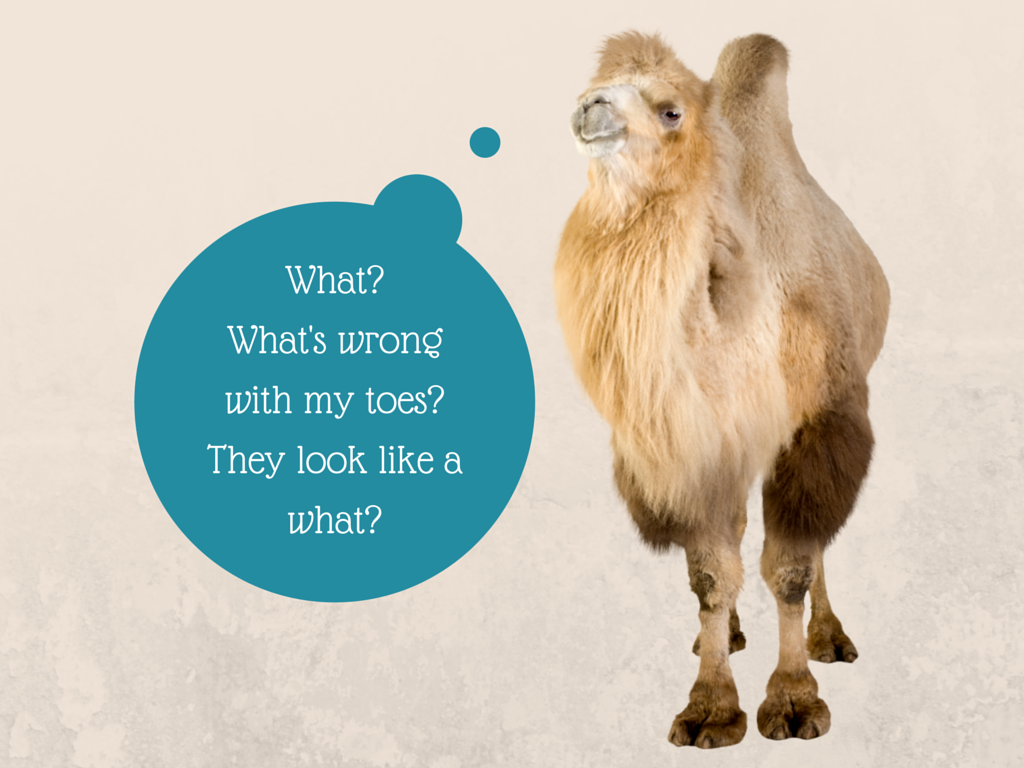 The Camel Toe Speaks