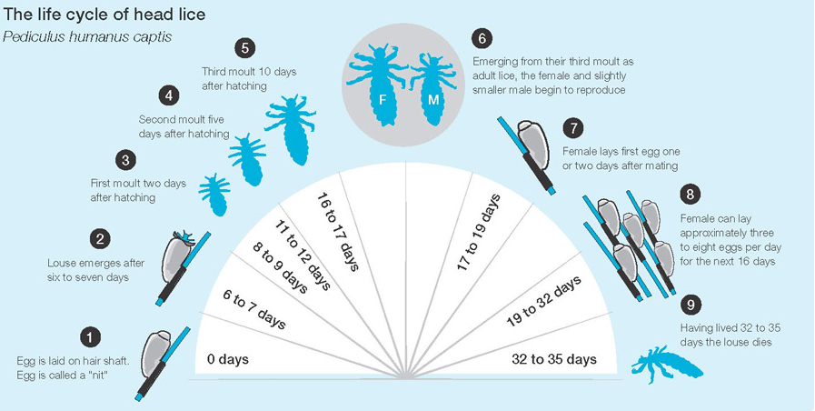 life cycle of head lice