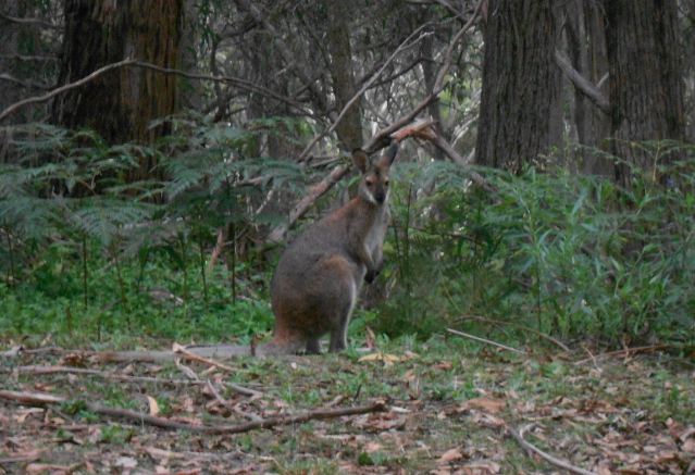 wallaby