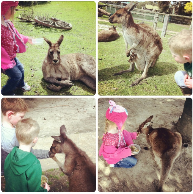 Maru wildlife koala park