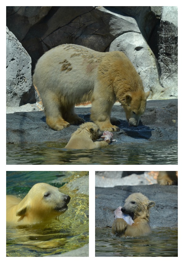 Sea World Henry baby polar bear Liya mum