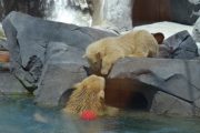 liya henry polar bear cub sea world