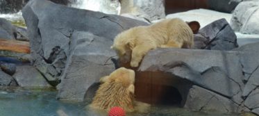 liya henry polar bear cub sea world