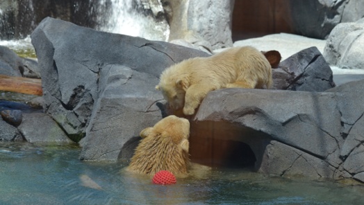 liya henry polar bear cub sea world