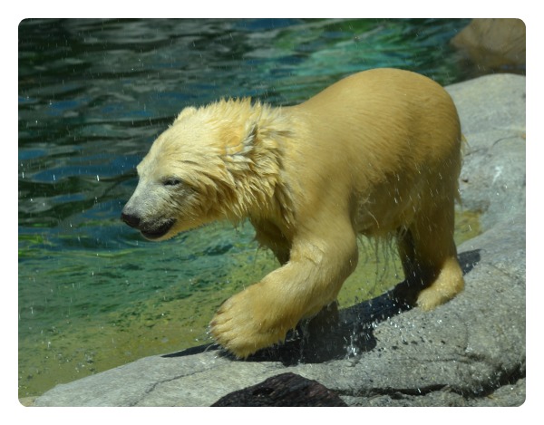 SWR henry polar bear preschool