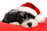 Xmas-puppy1.jpg 480319 pixels