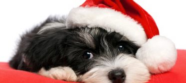 Xmas-puppy1.jpg 480319 pixels