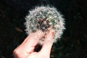 dandelion clock