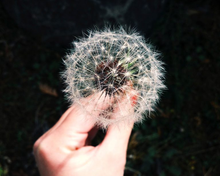 dandelion clock