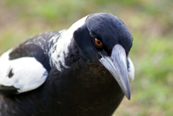 how to avoid magpie attacks