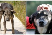 dog loved to life