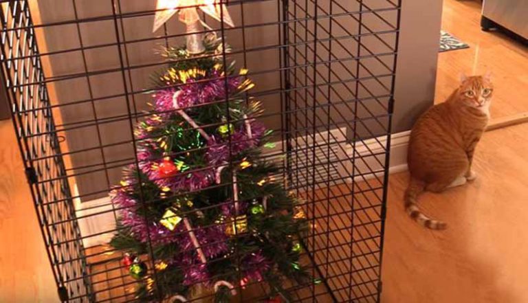 how do i protect my christmas tree from my puppy
