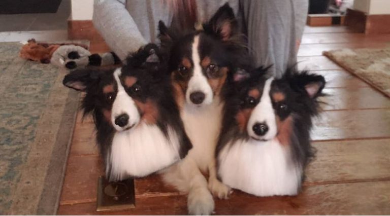 dog slippers that look like your dog
