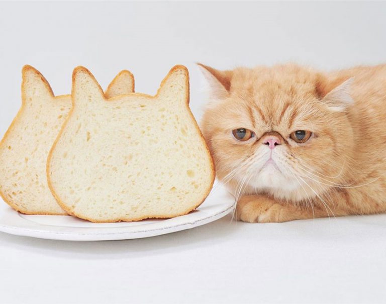 Japanese Bakery Makes Adorable Cat Bread That Is Almost