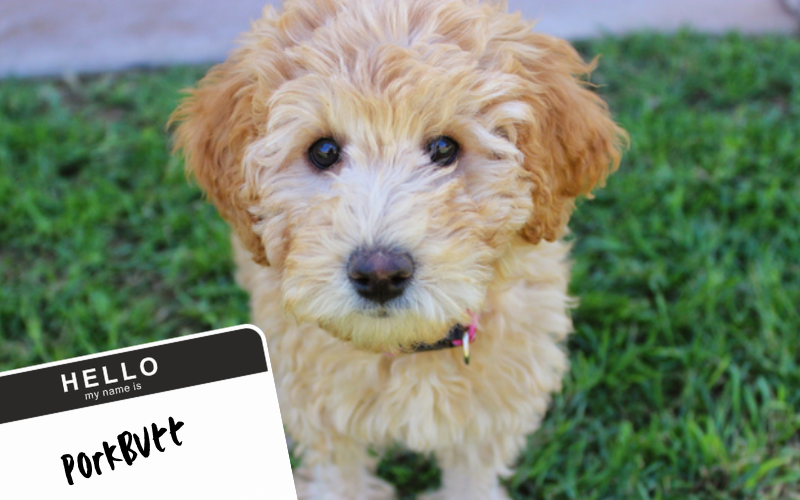 Vets Reveal The Worst Pet Names They Have Encountered And Their Answers 